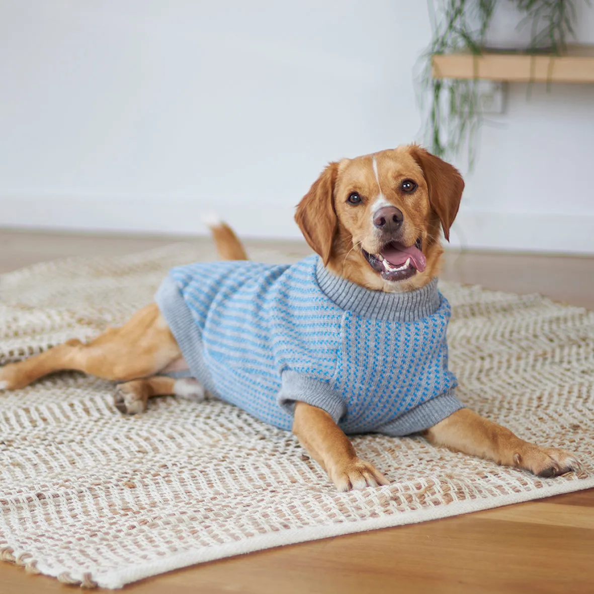 Blue Button Up Knit Dog Jumper